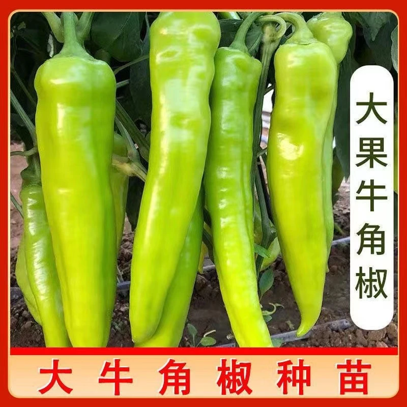 大果牛角椒种子大田种植蔬菜种子春秋高产早熟辣椒种子田园蔬菜种