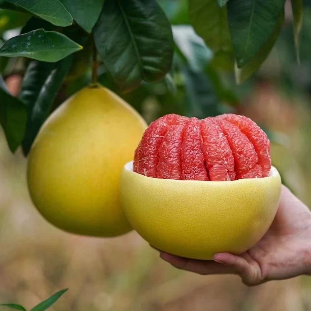 【坏果包赔】福建平和琯溪香甜蜜柚红心柚子果园直供现摘4.5-9斤