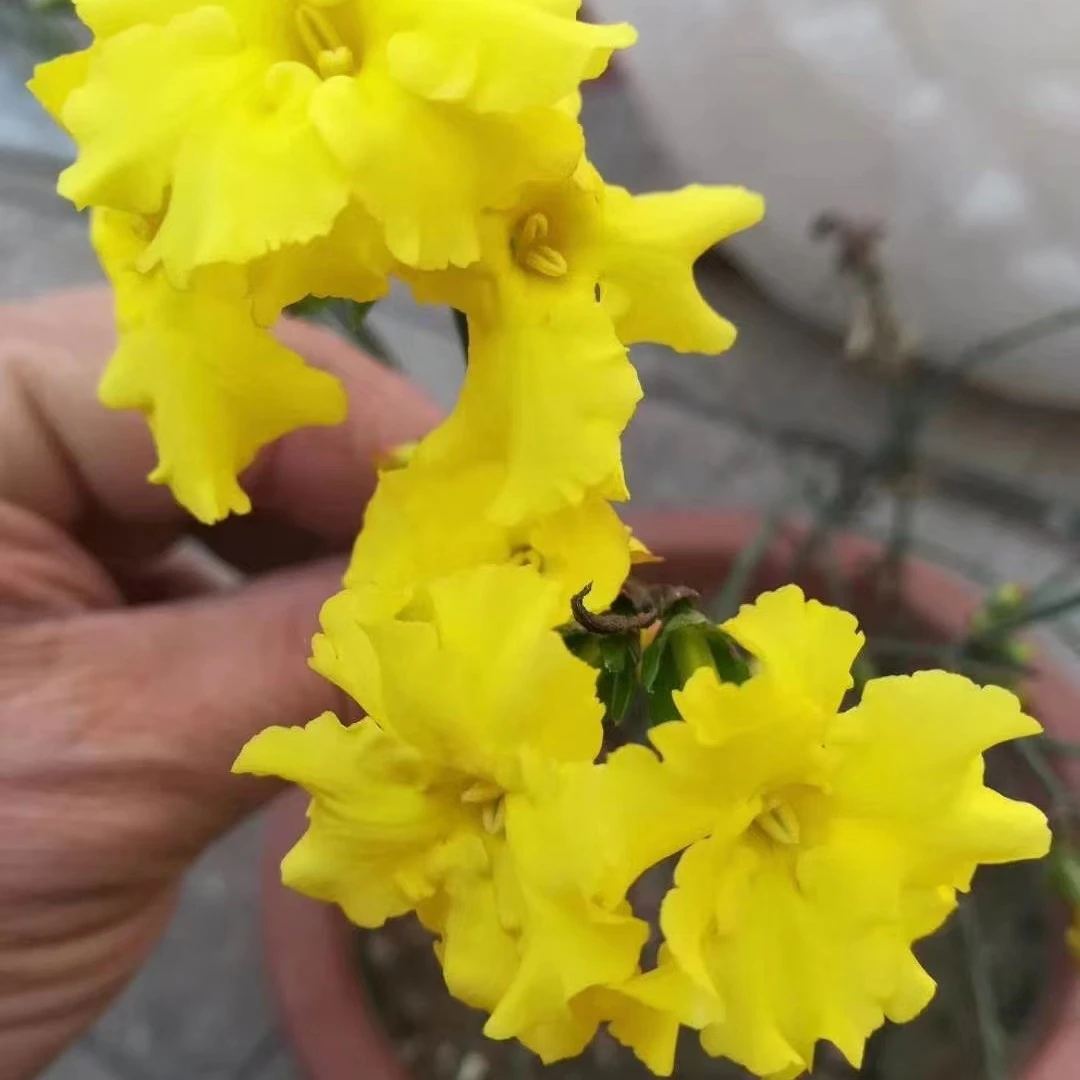 迎春盆景各种提跟