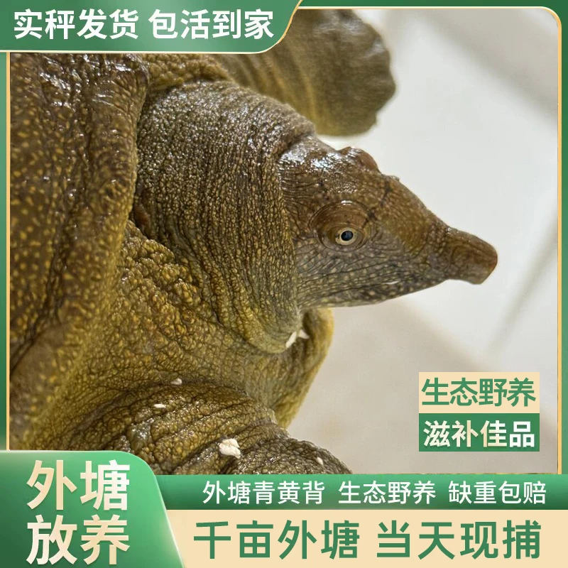 生态老甲鱼鲜活大甲鱼正宗外塘散养黄油公母甲鱼王八食用活老鳖