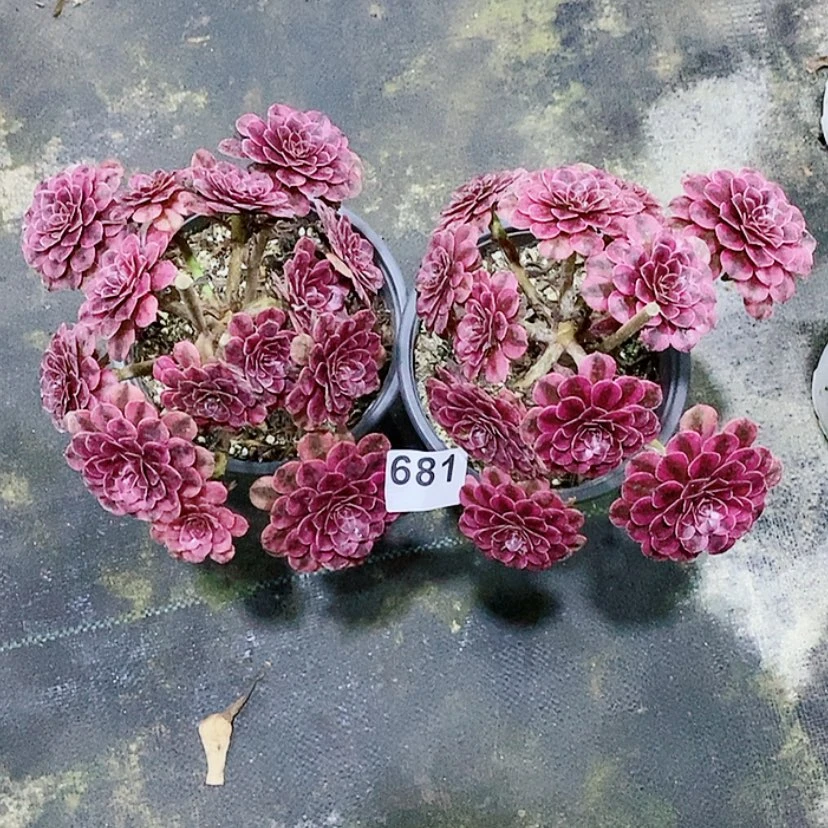 【闪购商品】蜜***?681两颗多肉法师