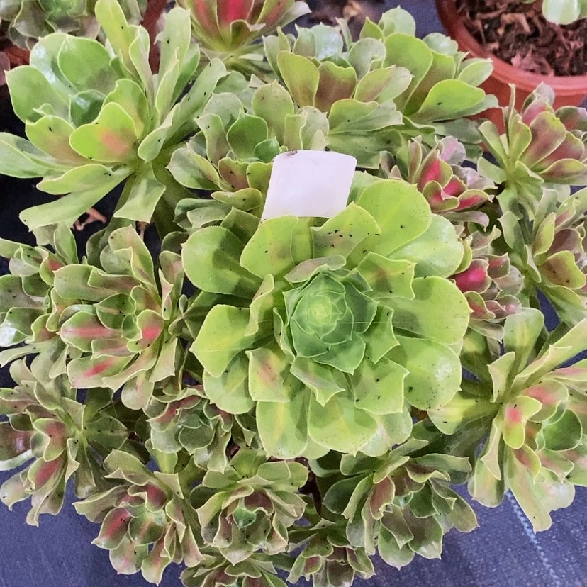 【闪购商品】38女巫中班