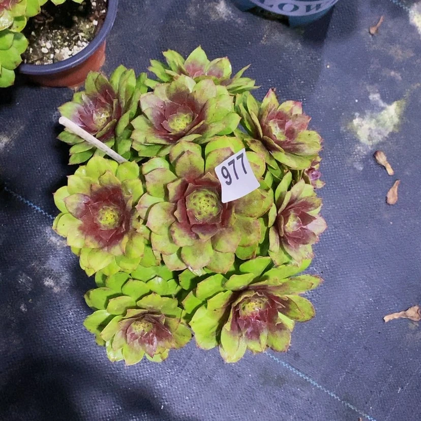 【闪购商品】977若桃