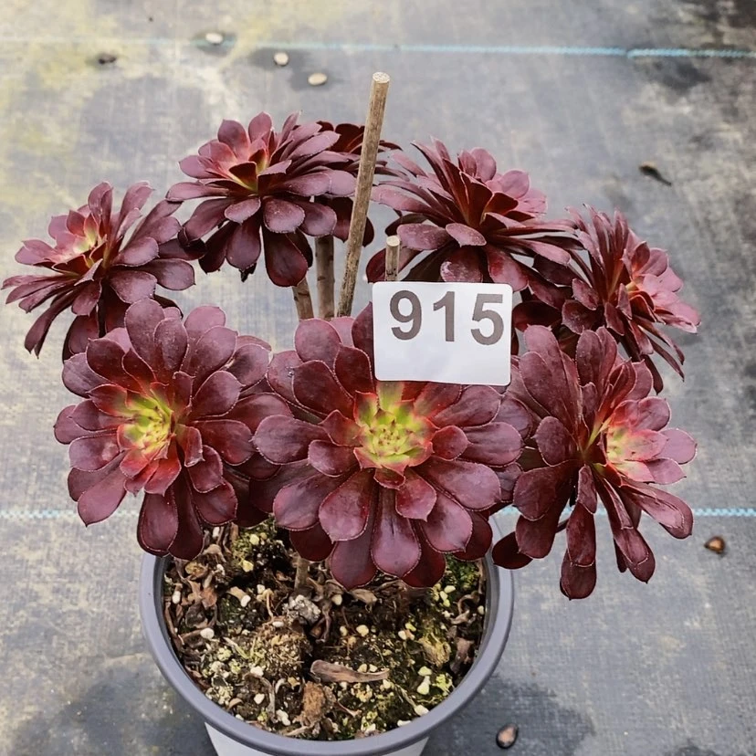 【闪购商品】915黑天鹅丛林