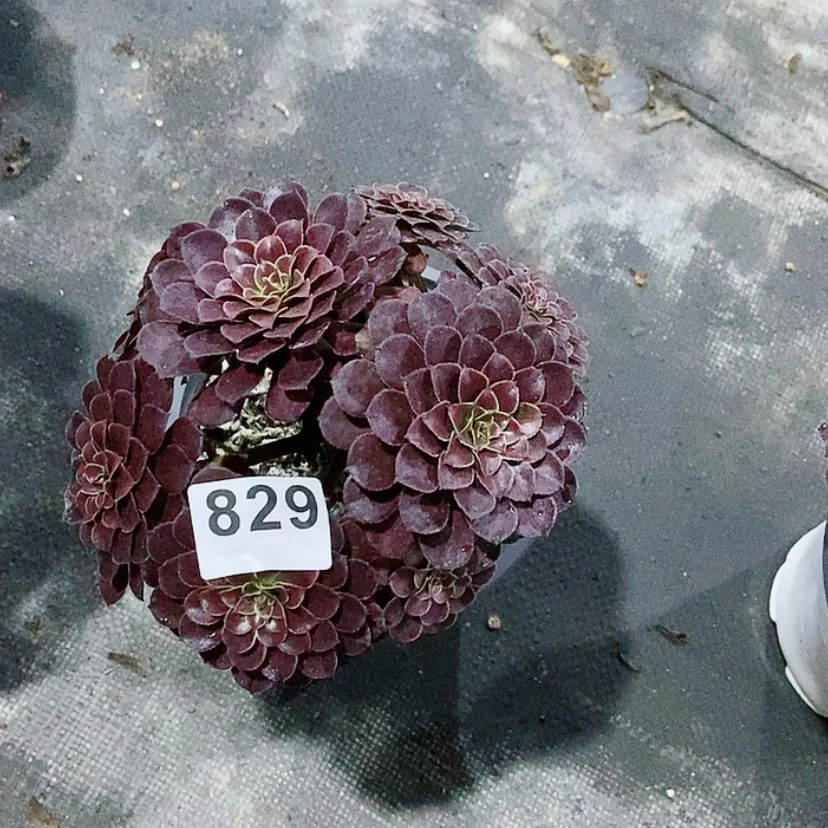 【闪购商品】829黑铜壶