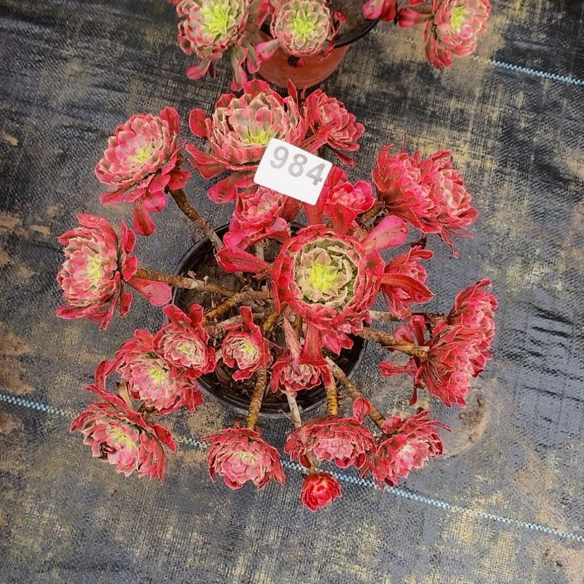 【闪购商品】（**）984红铜超白