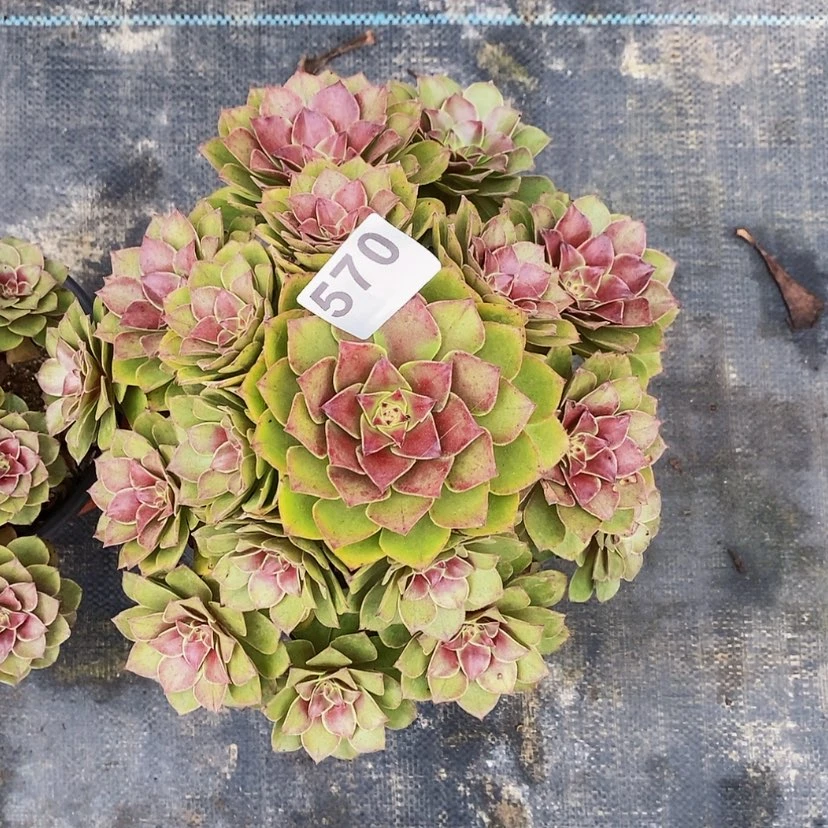 【闪购商品】570红魔