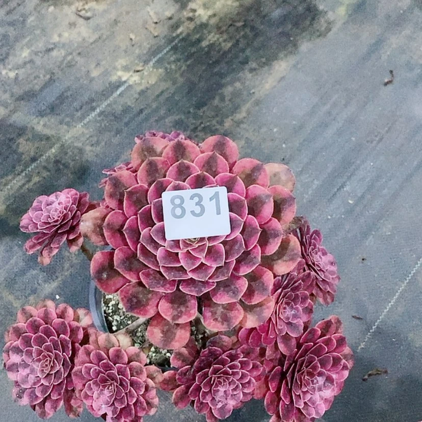 【闪购商品】831黑铜壶