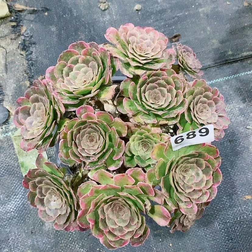 【闪购商品】689黑金刚