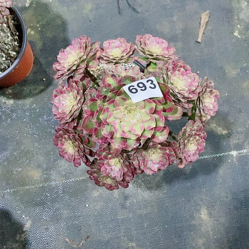【闪购商品】693红腹轮