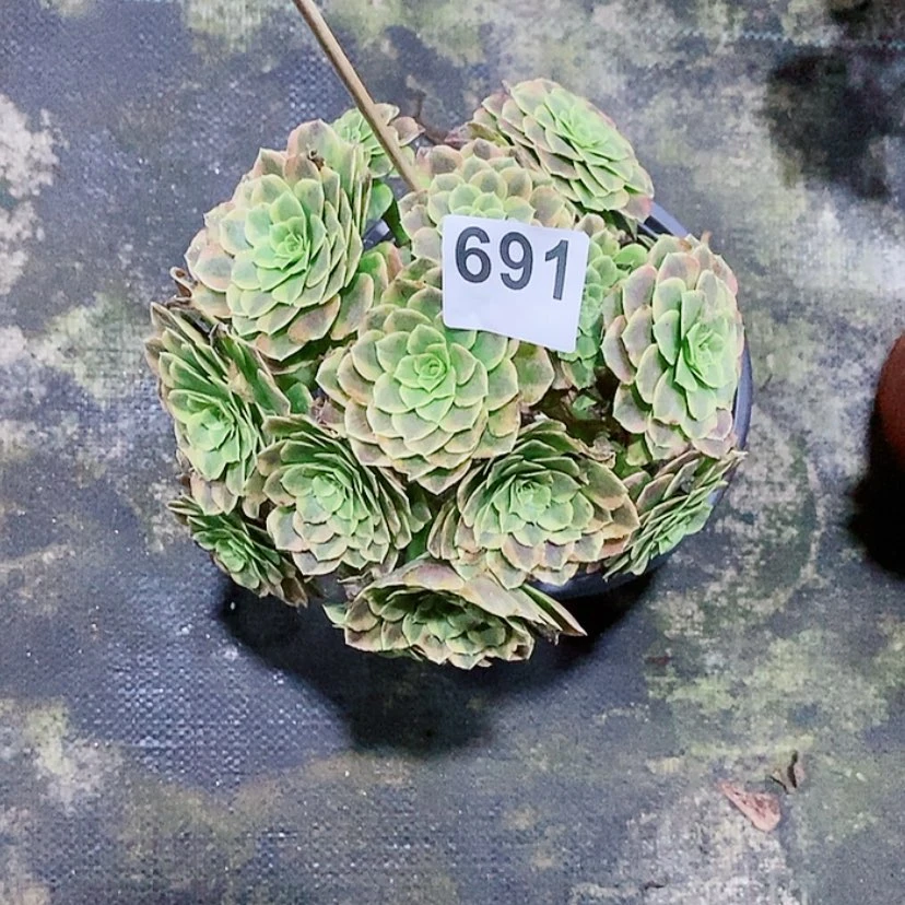 【闪购商品】691嘉年华