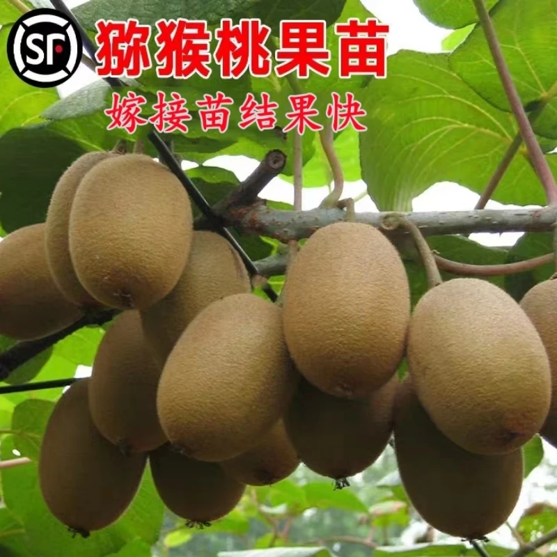 红心猕猴桃树果苗公母同株南北方种植软枣猕猴桃精品果树苗带原土