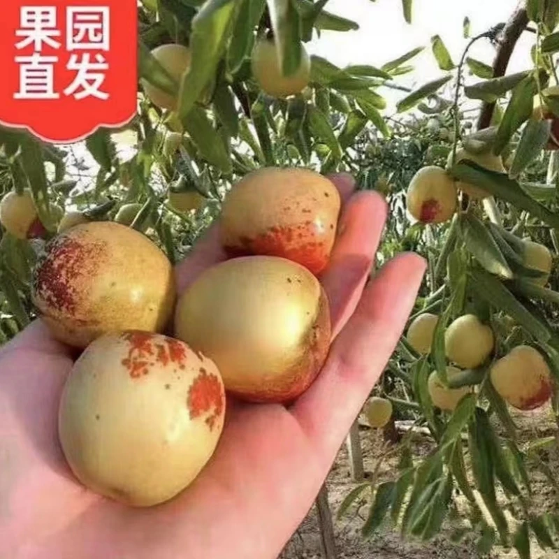 枣树活苗嫁接冬枣果树苗地栽庭院特大红枣树超甜冰糖枣树苗带原土