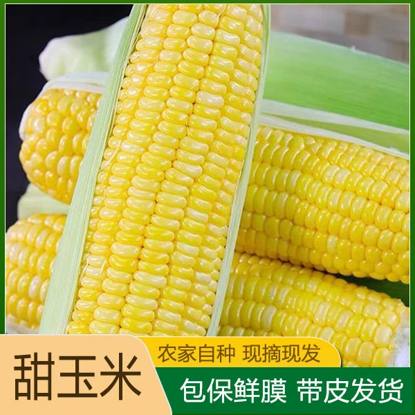 【直播专享】新鲜甜玉米应当季现摘苞谷爆浆水果玉米嫩棒子整箱包邮