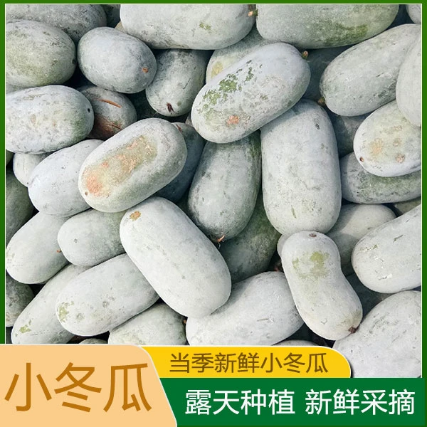 广西新鲜小冬瓜毛节瓜一年四季农家自种蔬菜产地直发新鲜到家节瓜