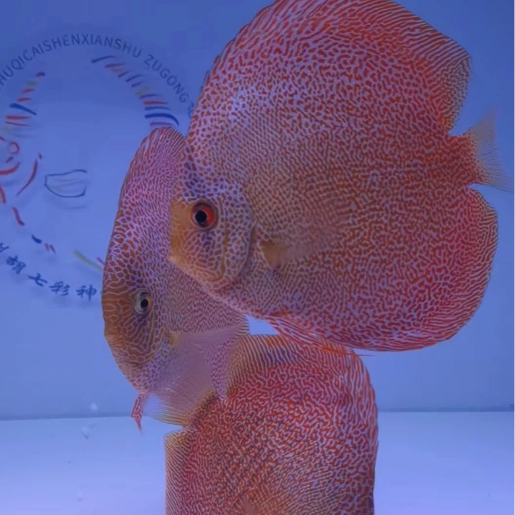 18栋蜘蛛侠七彩神仙鱼苗(单挑18栋鱼苗1条)活体发货