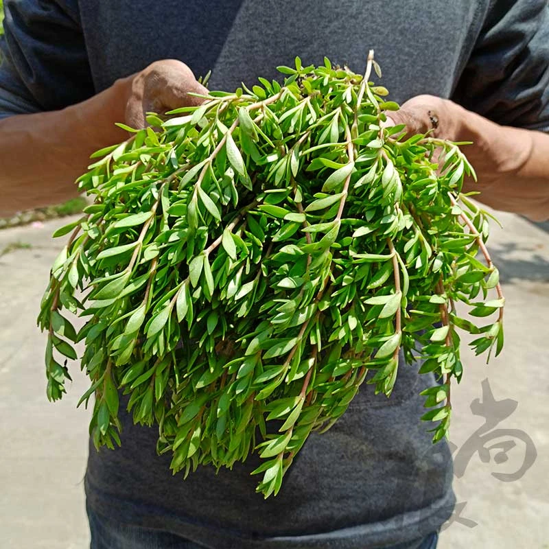 野生垂盆草狗牙草养肝草驱蚊盆栽蚊虫叮咬绿植垂藤绿植泡茶