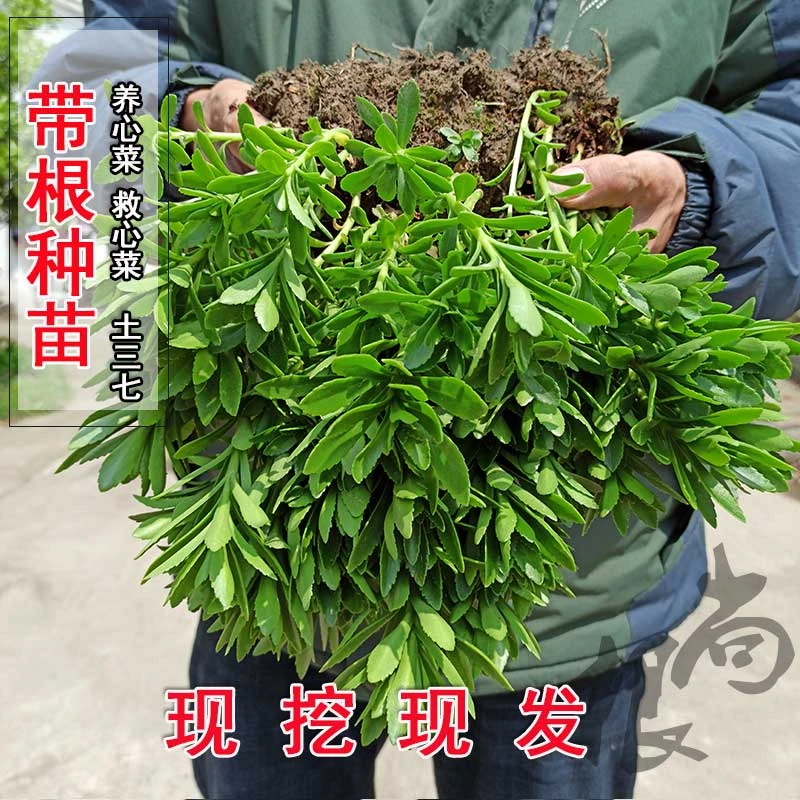 养心菜救心菜费菜高钙菜云南白药盆栽蚊子草蚊虫叮咬土三七景天科