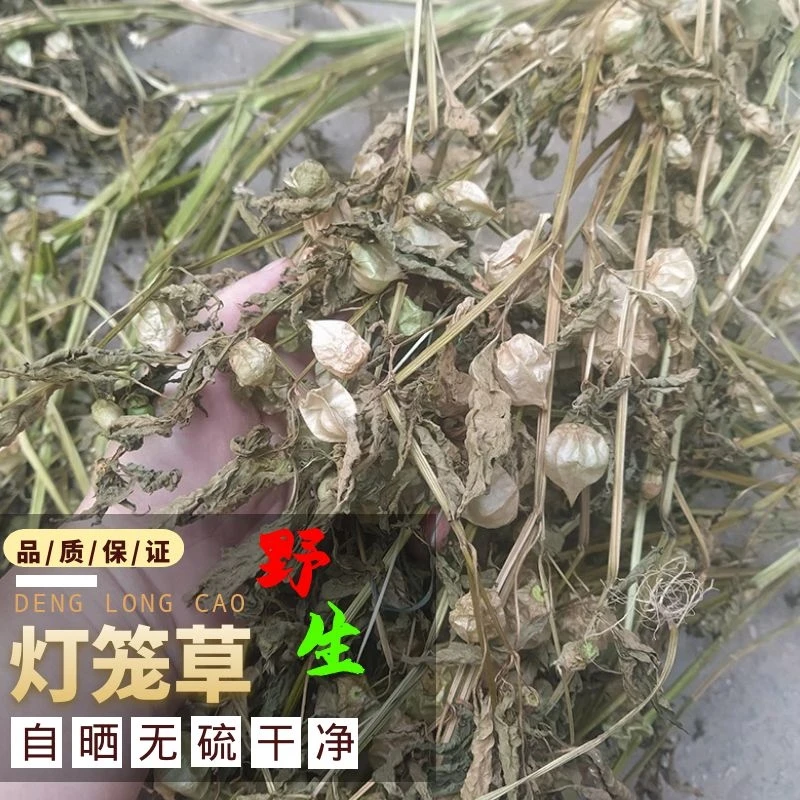 灯笼草绿灯打额泡天泡草切短干货食品客家中药材包邮原料