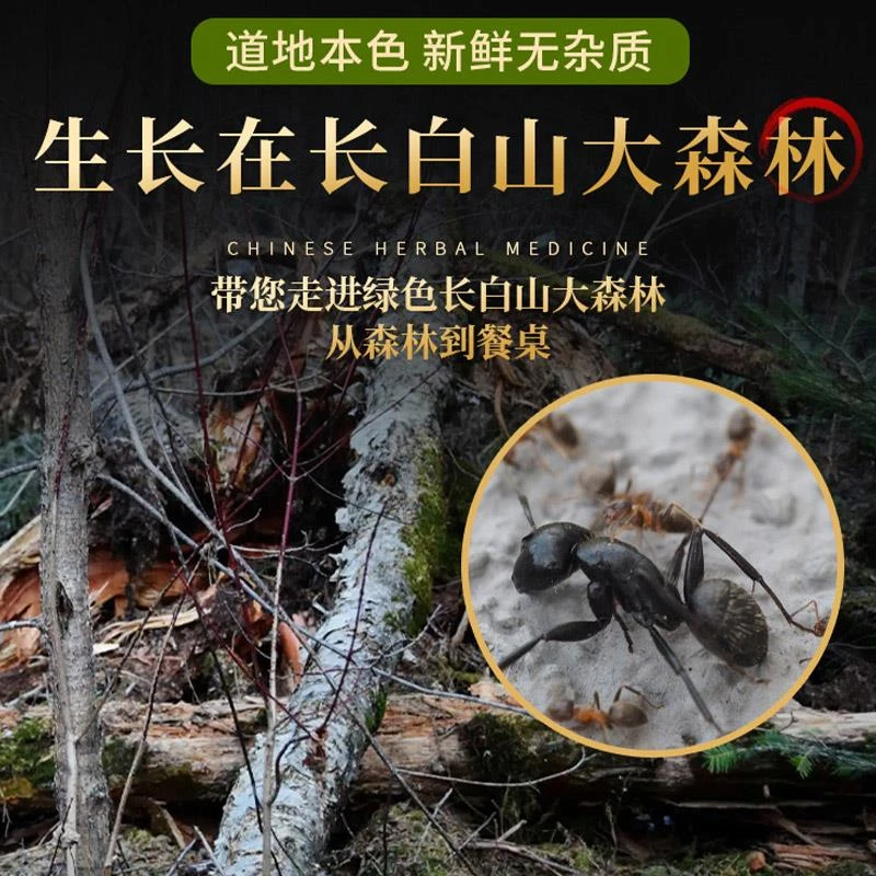 广西黑蚂蚁横县拟黑多刺蚁非长白山中药材干晒养身泡另售枸杞