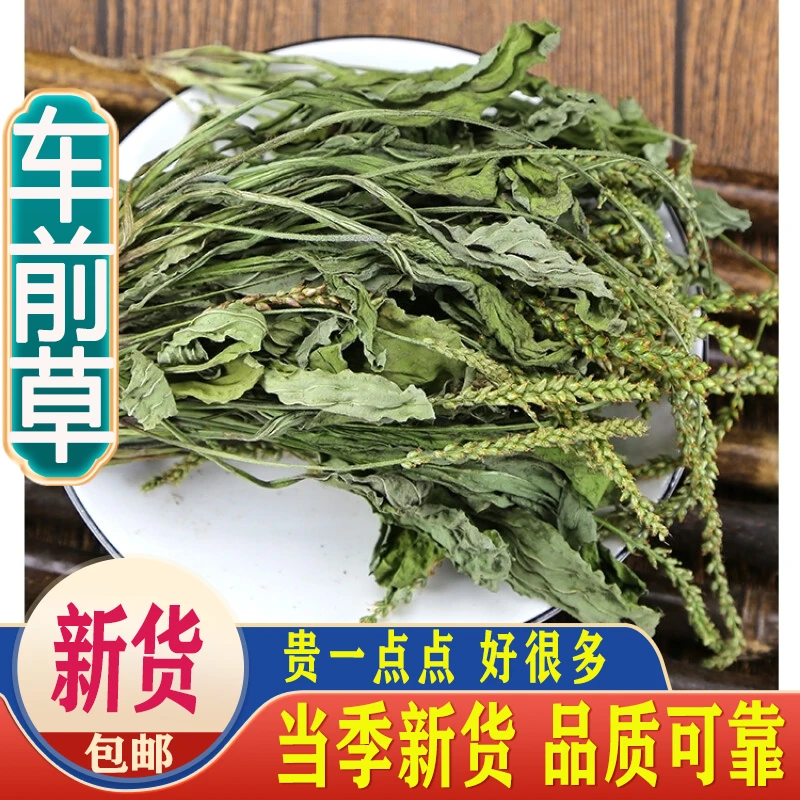 车前草包邮车前草干货袋泡茶新鲜野生泡水喝另售车前子原料