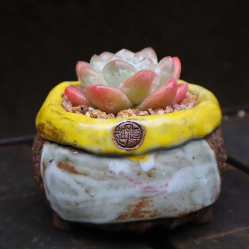 坛子姐彩色翻边贴片流釉小包子冰玉橙梦露粗陶控型透气多肉花盆