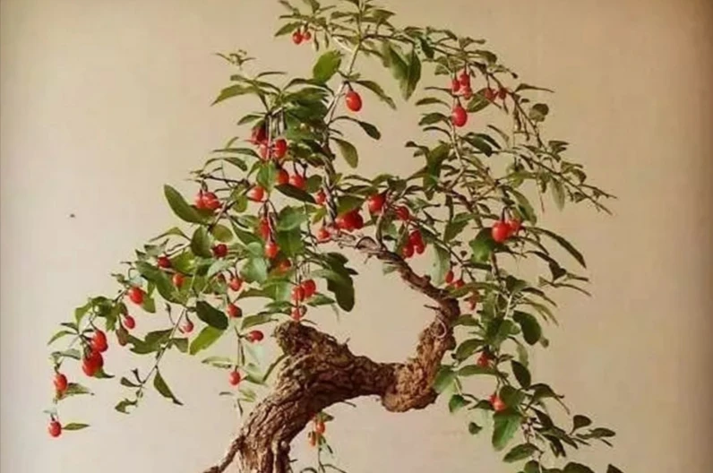 枸杞盆景盆栽小叶榔榆黄杨火棘海棠怪桩老桩一物一拍