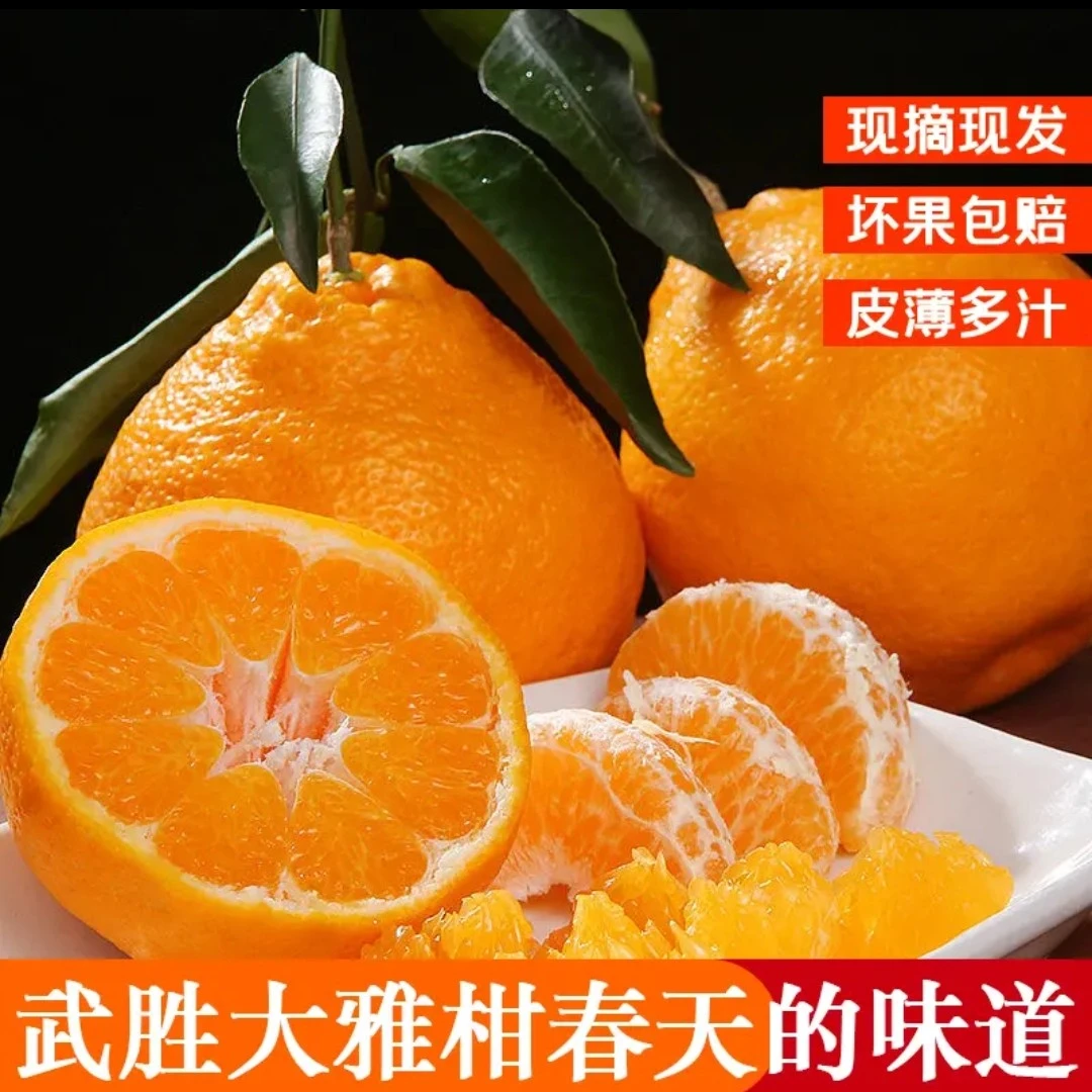 春见，武胜大雅柑，的春天香甜爽口发渣，多汁水果，水分充