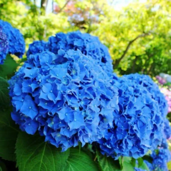 海蒂的花园绣球花苗无尽夏花手鞠阳台绣球苗海妈花园植物花卉盆栽