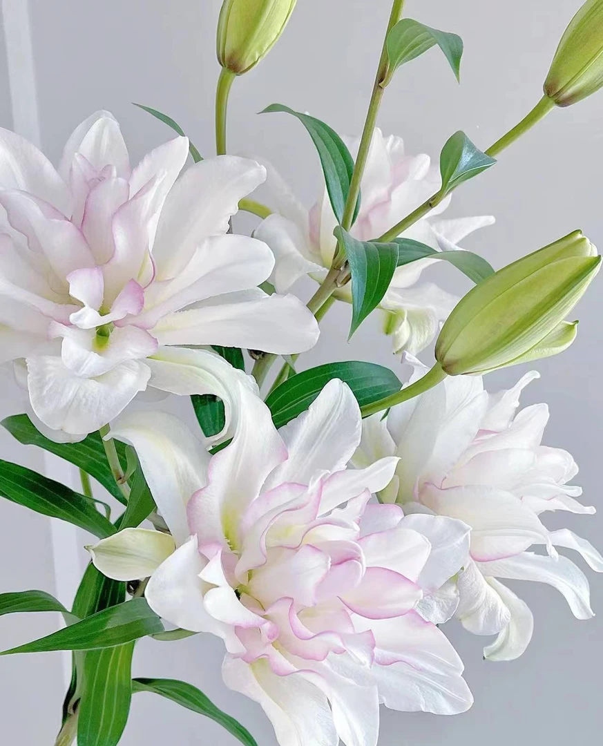 G02-1【冰美人重瓣香水百合】一单顺丰包邮，生花苞发货，微熟不售后