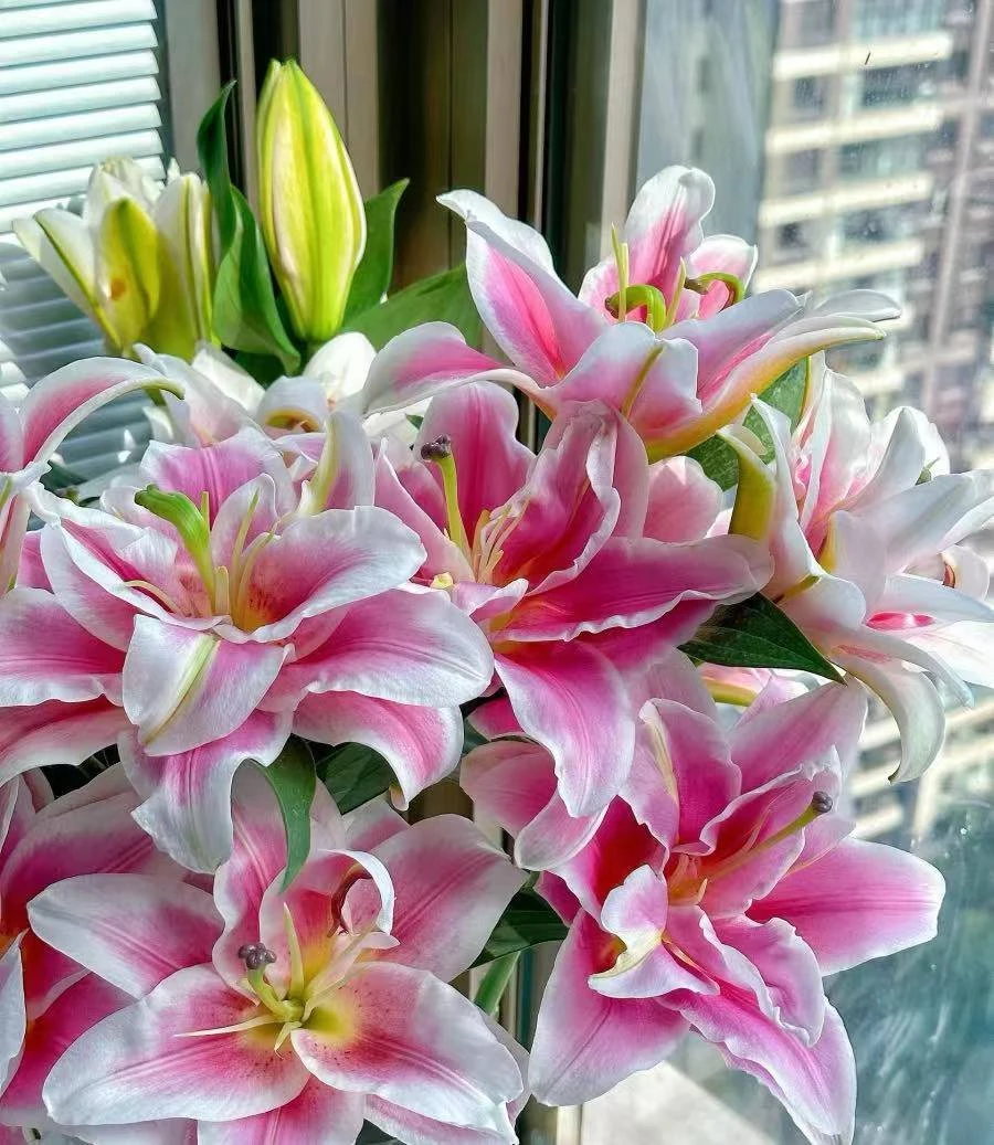 A18【卡赛特重瓣香水百合】一单顺丰包邮，生花苞发货，微熟不售后