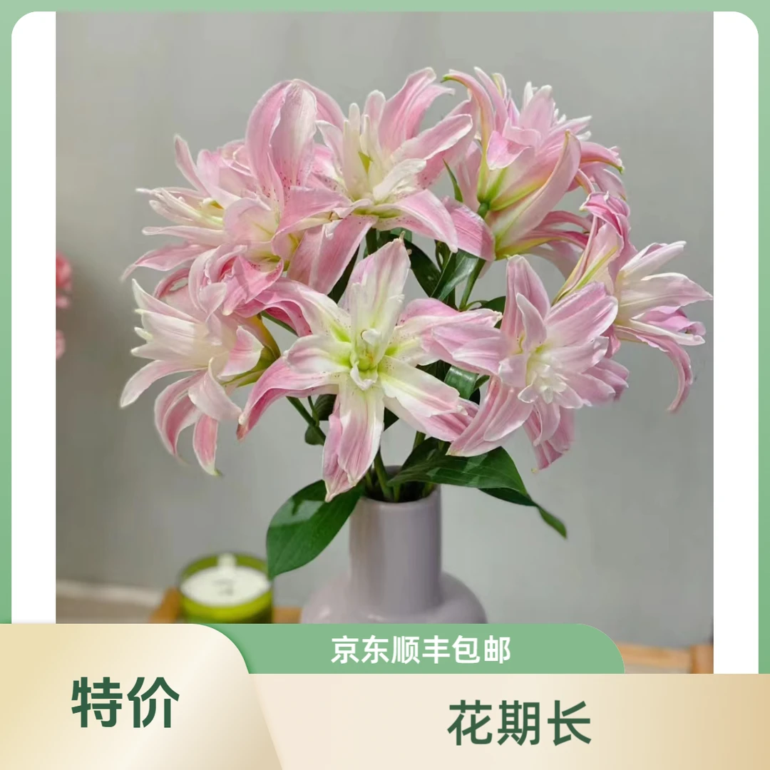 D31【魔法公主重瓣香水百合】顺丰包邮，5度以下地区需拍保温棉