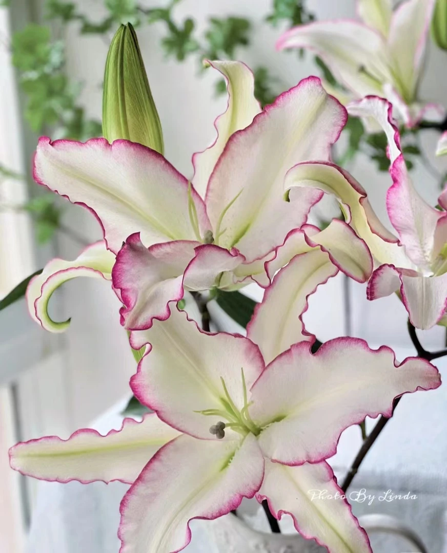 D21【唇彩香水百合】顺丰包邮，5度以下地区需加拍保温棉