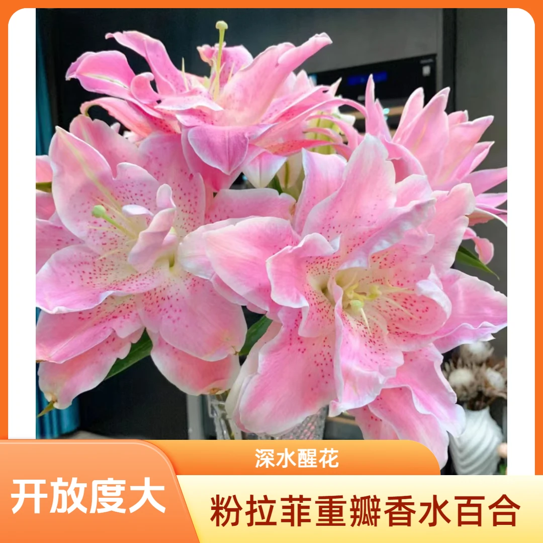 D11【粉拉菲重瓣香水百合】顺丰包邮，5度以下地区需加拍保温棉