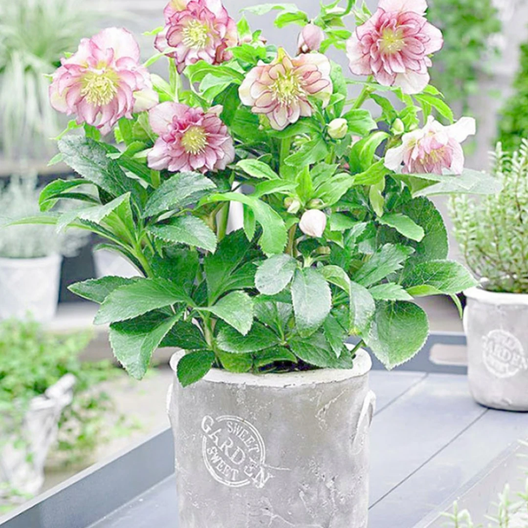 重瓣铁筷子盆栽耐寒植物圣诞玫瑰多年生阳台庭院花卉