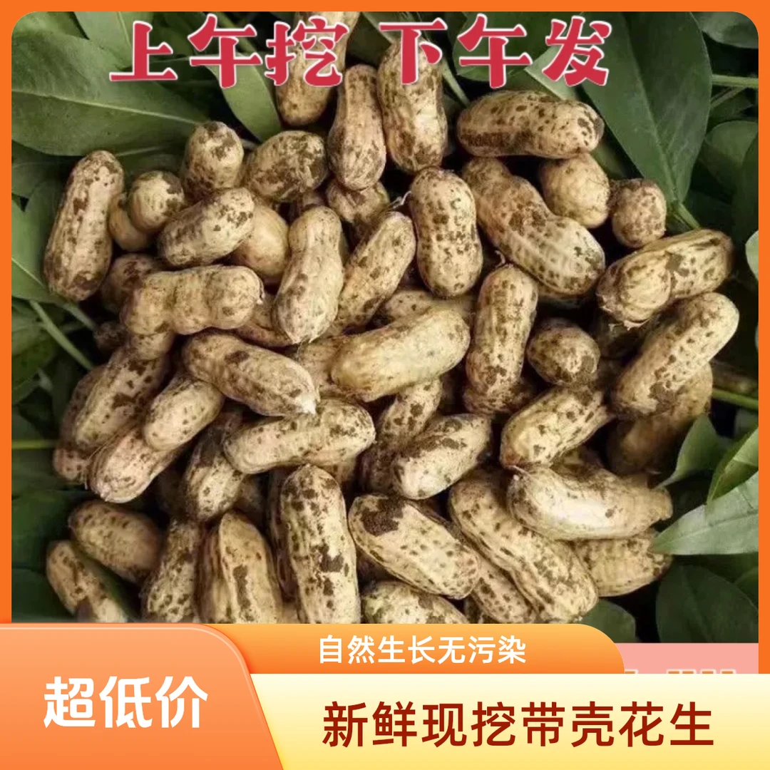 [2024当季鲜花生]3斤5斤带壳现挖农家自种新鲜带泥花生