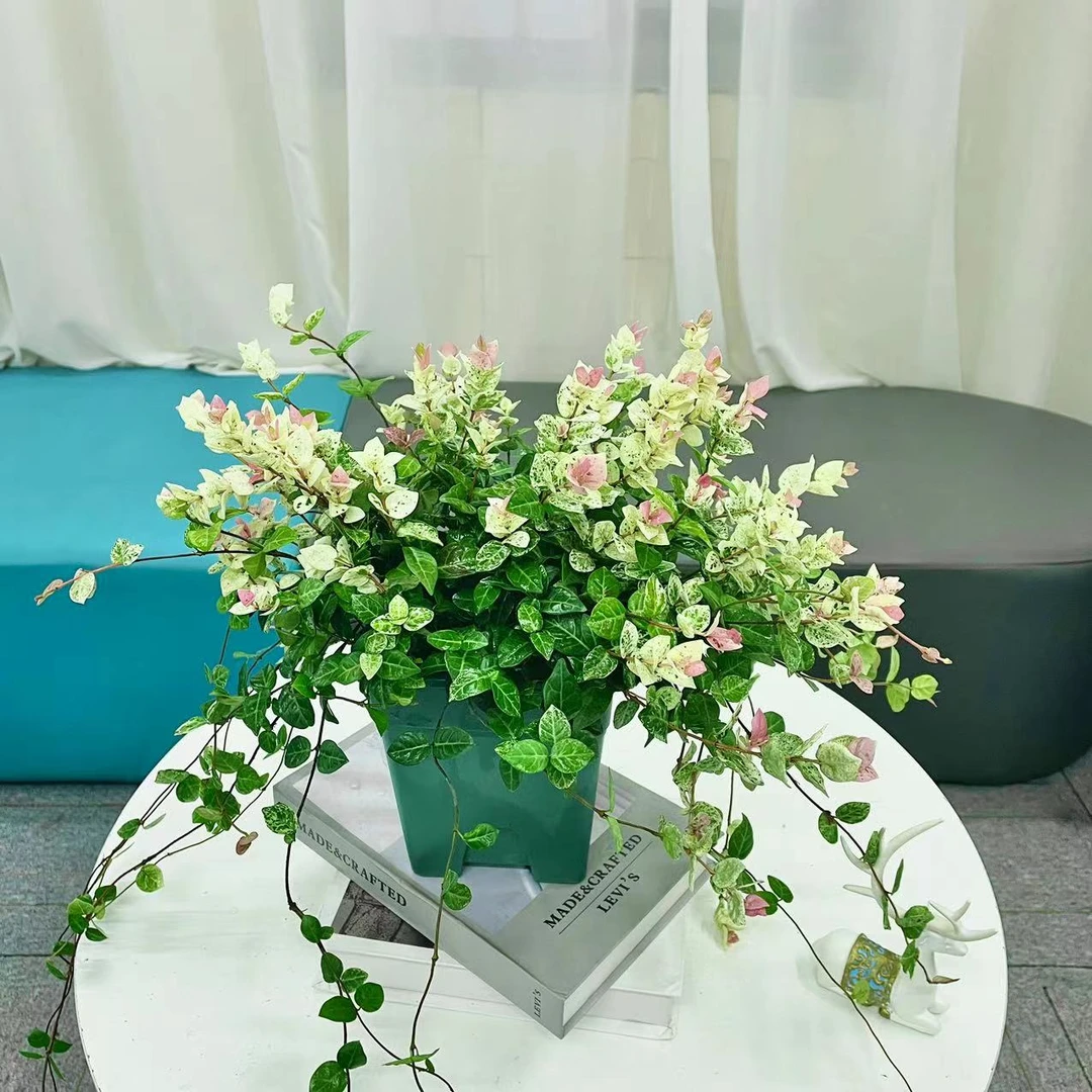 【花未眠】花叶络石绿植盆栽阳台庭院观叶可垂吊可攀藤耐热+加仑盆
