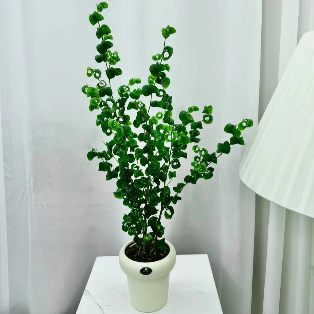【花未眠】卷福卷叶榕北欧风网红四季常青绿植室内好养净化空气绿植