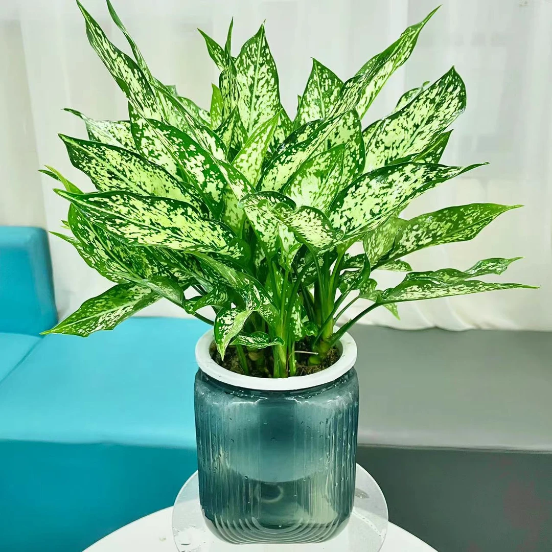 【花未眠】翡翠皇后绿天使室内客厅吸甲醛+懒人灰色二合一蓄水盆
