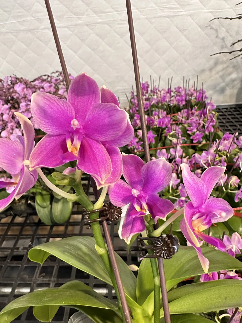 蝴蝶兰【香奈儿】稀有浓香型广东源头基地直发带花带花苞发货