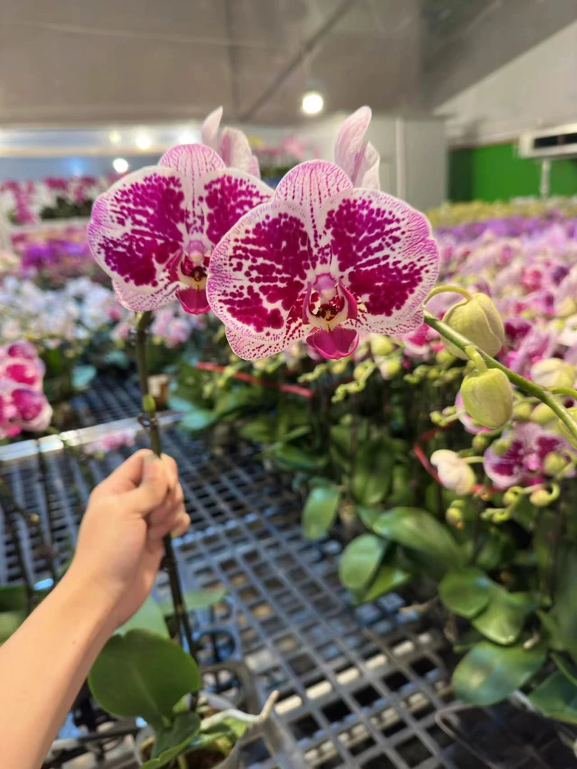 蝴蝶兰【一帘幽梦】广东基地直发带花带花苞发货