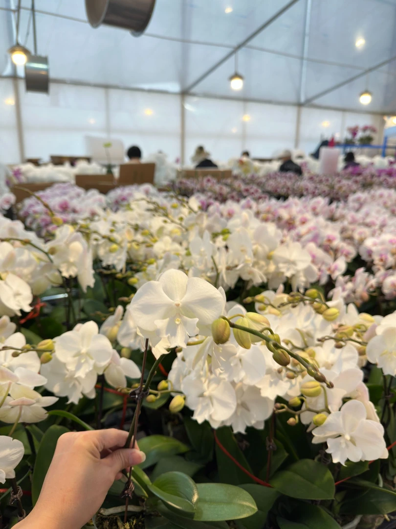 蝴蝶兰【曼塔明多洛】 广东源头基地直发带花带花苞发货