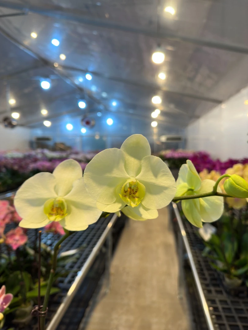 蝴蝶兰【绿地球】广东基地直发带花带花苞发货