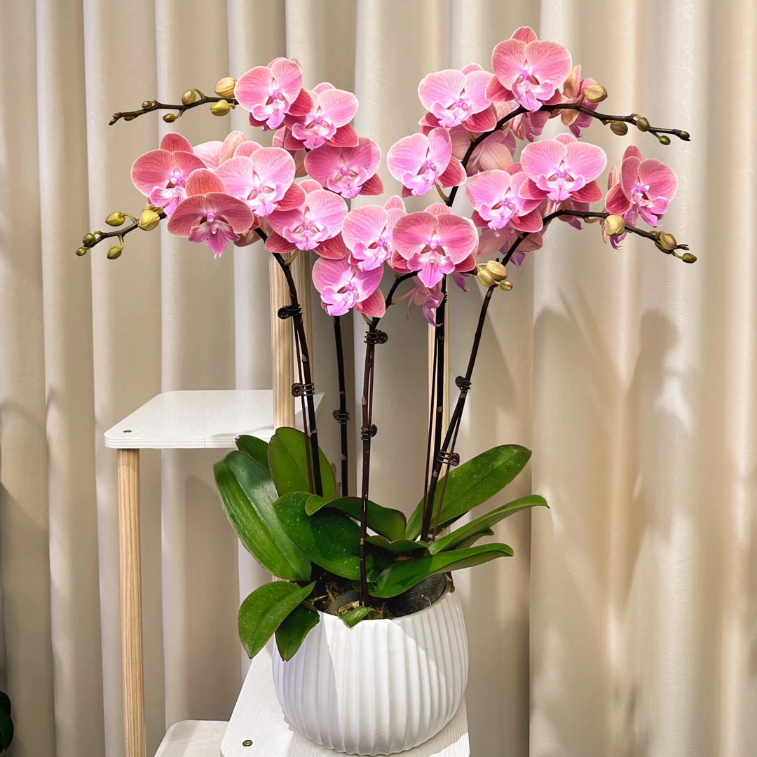 蝴蝶兰【唯美】蝴蝶兰花大舌头稀有室内花型优质蝴蝶兰送礼送人