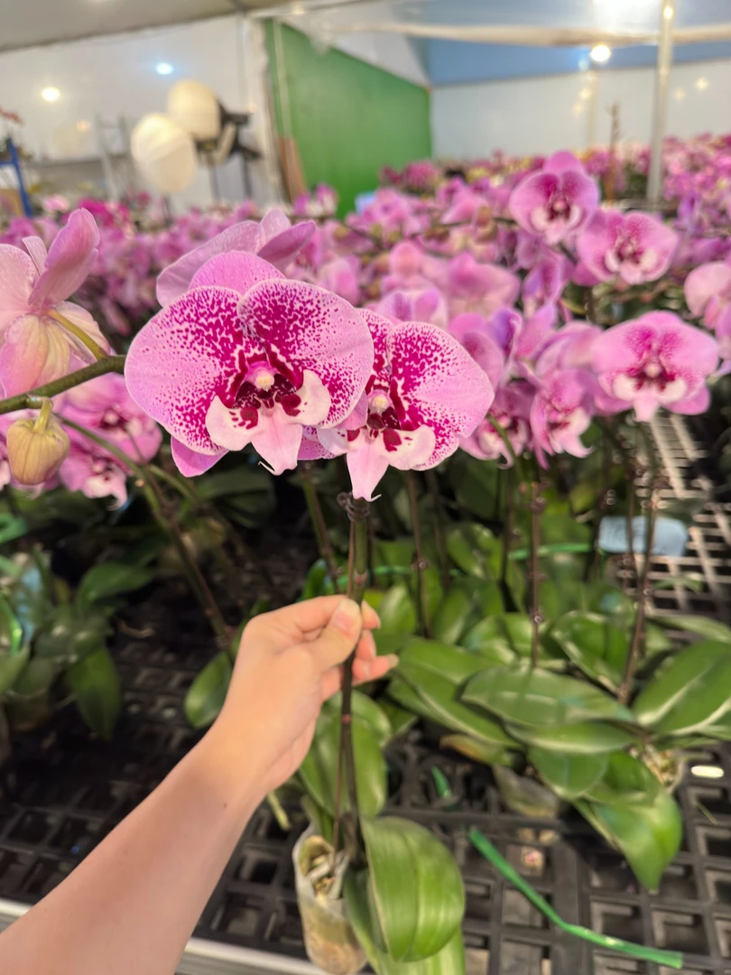 蝴蝶兰【乌龙茶】广东基地直发带花带花苞发货