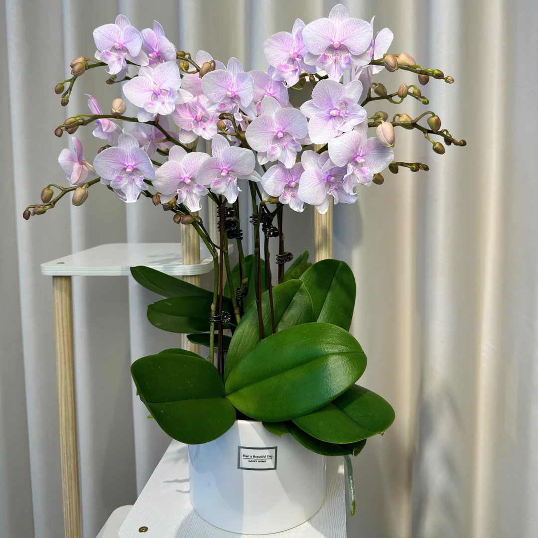 蝴蝶兰【白居易】大花舌粉色系列好看耐养叶片碧绿高端花卉带花