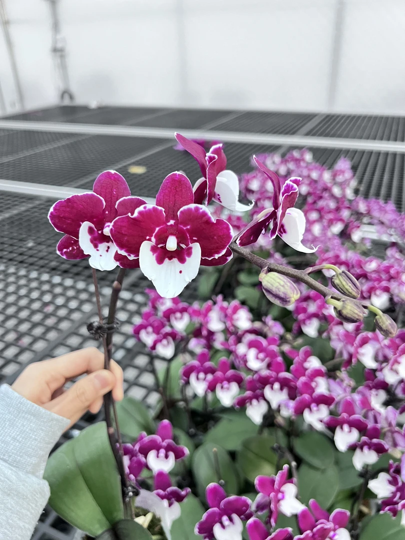 蝴蝶兰【圣诞老人】高端花卉新鲜绿植带花带苞广东基地直发