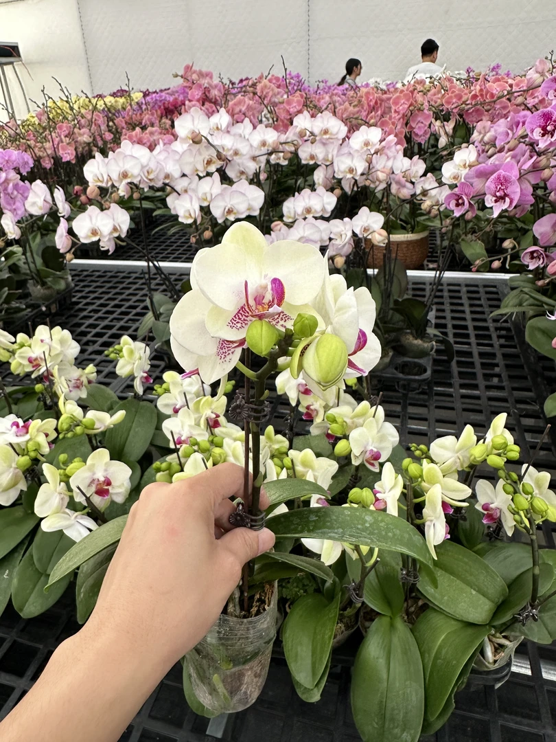 蝴蝶兰【绿熊】广东基地直发带花带花苞发货