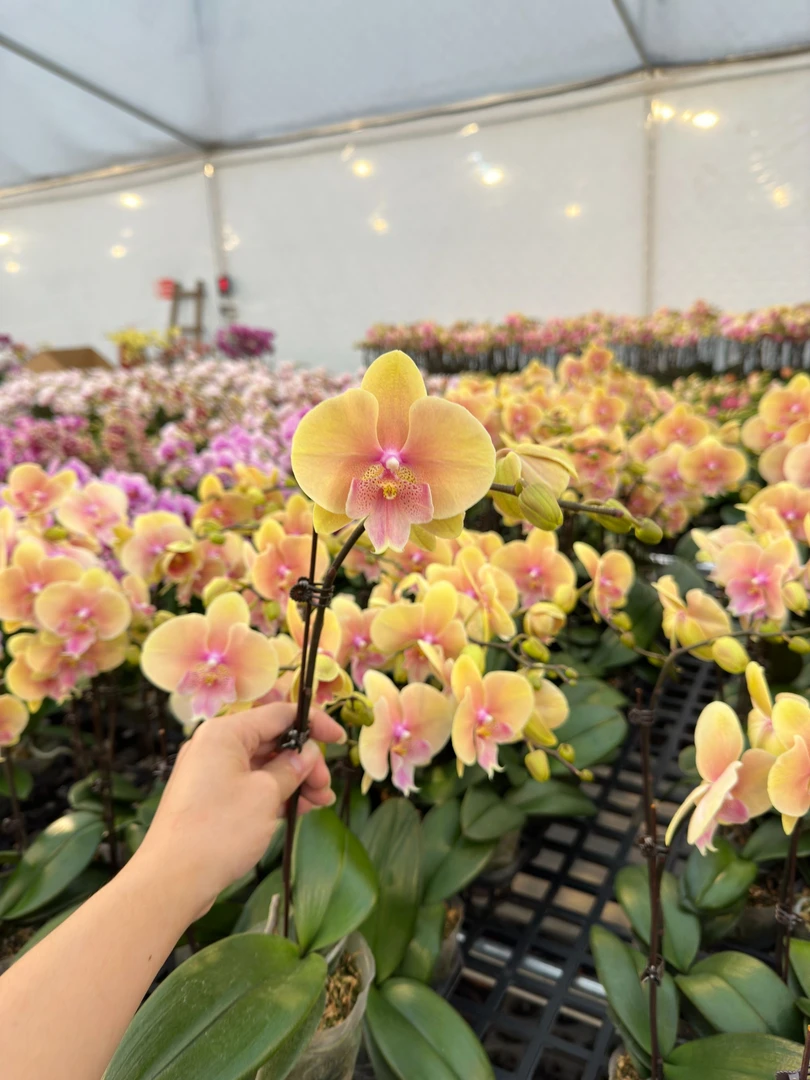 蝴蝶兰【508大舌头】3.5寸杯广东源头基地直发带花带花苞发货