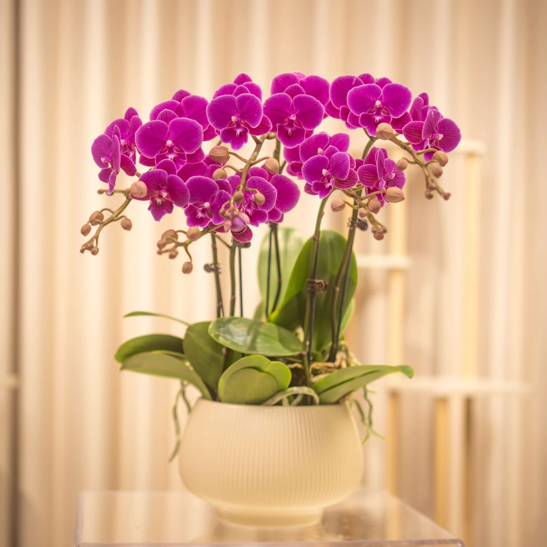 蝴蝶兰【小红鱼】欧品大舌头系列精致组盆精品带花带花苞基地发货